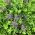 Import Tizen UV Outdoor Fake Grass Hedge Jungle Vertical Plants Wall Artificial Wall Hanging Plant Green Grass Wall for Home Decoration from China