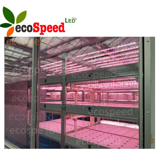 Container Vegetable Factory Buy Top Designed 40ft Hq Fresh Vegetables Growing Hydroponic Shipping ...