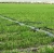 Import top farmland drip irrigation system price / farm watering system from China