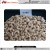 Import Top Grade Dried Cashew Nut SW 320 at Best Price from India