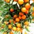 Import Top Quality Fresh Mandarin Egypt Origin Tangerine Wholesale Sweet Citrus Fruits New Crop OEM Private Label Fast Shipping from Egypt