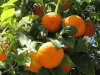 Turkish Orange Orange Fruit Exporter turkish Orange Washington Navel Valencia Late Shamouti