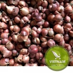 Vietnam Fresh Shallot Small Onion
