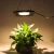 Import 50W  super thin LED grow light LED Plant light  pink 4000k from China