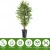 Import Wholesale nearly natural plastic mini ficus tree artificial plant from China