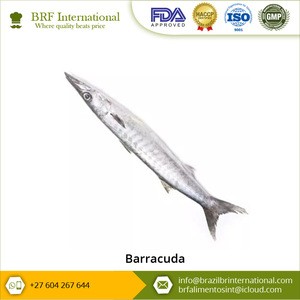 Wholesale Supplier Frozen Barracuda Fish