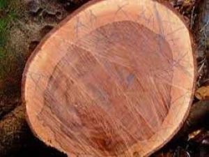 Sapelli Hardwood Logs
