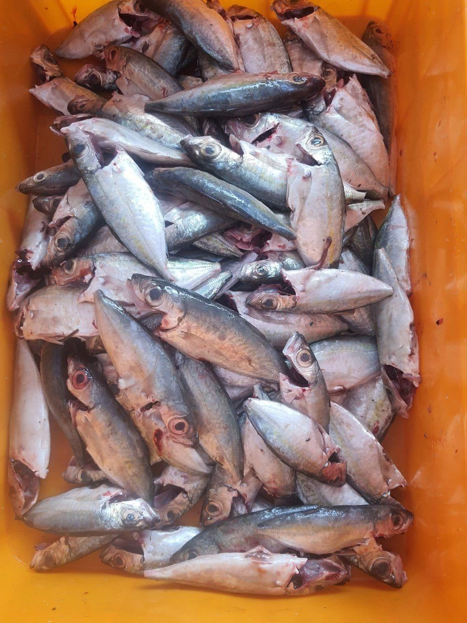 Buy Indian Mackerel from Nam giới, Vietnam