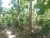 Import Teak from Nigeria