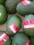 Import Hass Avocados from Kenya