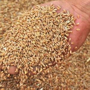High Quality Wheat Grains For Milling Wheat, Human Consumption & Animal Usage