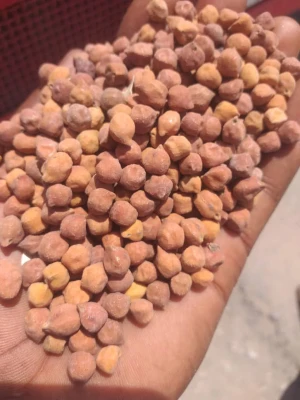 Top Kenyan Chickpeas for Export – Kabuli & Desi Varieties