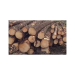 Spruce Logs for construction woodworking and furniture making