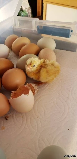 High Quality Cobb 500 & Ross 308 Fertile Chicken Hatching eggs for sale