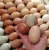 Import High Quality Cobb 500 & Ross 308 Fertile Chicken Hatching eggs for sale from Tanzania