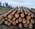 WOOD LOG