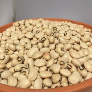 Now Available Organic Bulk-Dried Black-Eyed Cow Peas White Grains 3x3mm Sweet for Wholesale