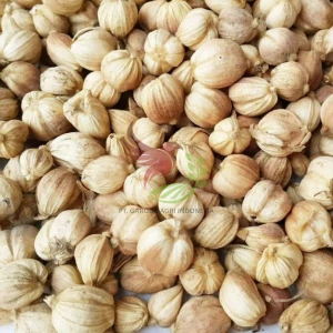 Cardamom,Kapulaga