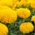 Import MARIGOLD FLOWER from India
