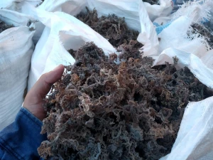 Cottonii Dried Seaweed