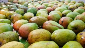 Fresh Mango  / Alphonso Mango Fruit / Mango Pulp