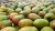 Import Wholesale Fresh Mango  / Alphonso Mango Fruit / Mango Pulp from Germany