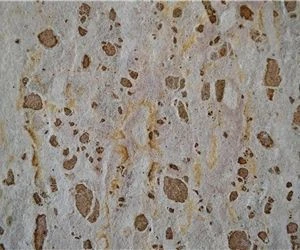Panther Beige Marble