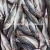 Import 110-130G Frozen Horse Mackerel Fish 20CM+ Mackerel Fish from China