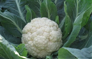 2017 fresh cauliflower price for sale