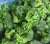 Import 2021 New Crop IQF Frozen Broccoli And Frozen Vegetables from China