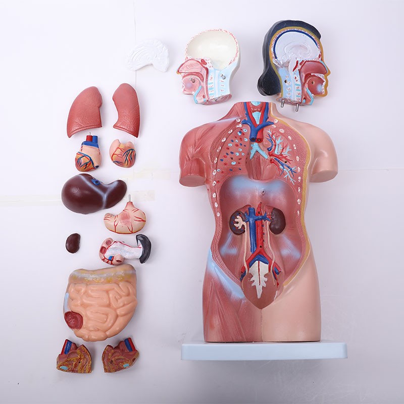 42cm School Training High Quality Medical Science Human Anatomical Unisex Teaching Iv 85cm Both Sexes Torso Model