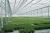 Import Agricultural greenhouse ,polycarbonate sunroom from China