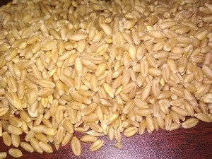 Animal Feed Barley For Sale
