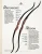 Import Archery Damon Howatt Traditional Recurve Bows from USA