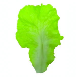 Artificial lettuce (Silicon) - Artificial vegetable for product showcase