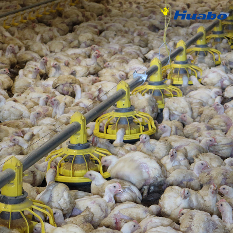 Buy Automatic Poultry Chicken Poultry Equipment Broiler Pan Feeder from ...