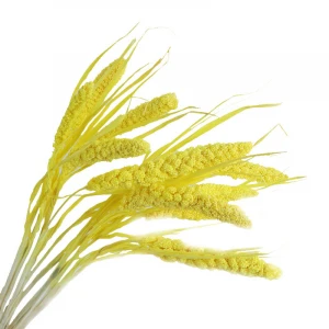 Beautiful Natural Competitive Price Dried Preserved Millet Flower for Bouquet Making and Flower Arrangement