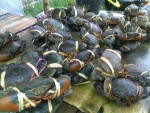 Best Quality Mud Crab
