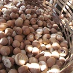 Betel nut