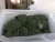 Import Broccoli from Egypt