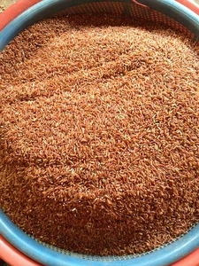 Brown Rice Healthy Rice Product/ Broken 5%/Ogranic Rice