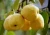 Import cheap fresh pear in china from China