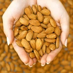cheap price California almonds for sale