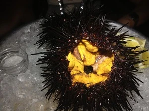 Cheap price Sea Urchin,Fresh Sea Urchin