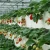 Import China low cost single-span tunnel Greenhouse with  Film from China