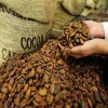 Cocoa Beans for Sale cheap