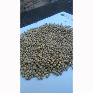Delicious Flavor Coriander Seeds New Crop With Yellow color