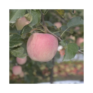 Direct selling 75-80mm fresh apples sweet plump and juicy apples