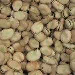 Dried broad beans