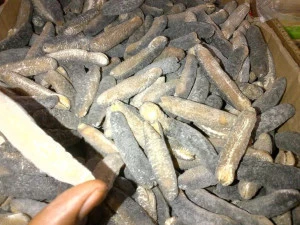 Dried sea cucumber - High quality and Best price